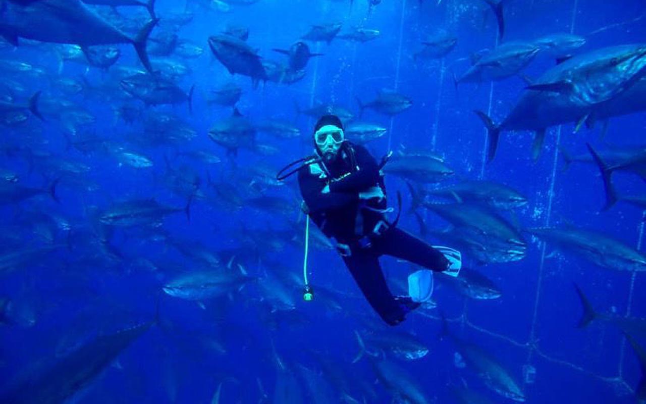 dalgıçlık hizmeti